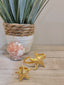Aretes, brazalete y anillo-Estrellas de Mar
